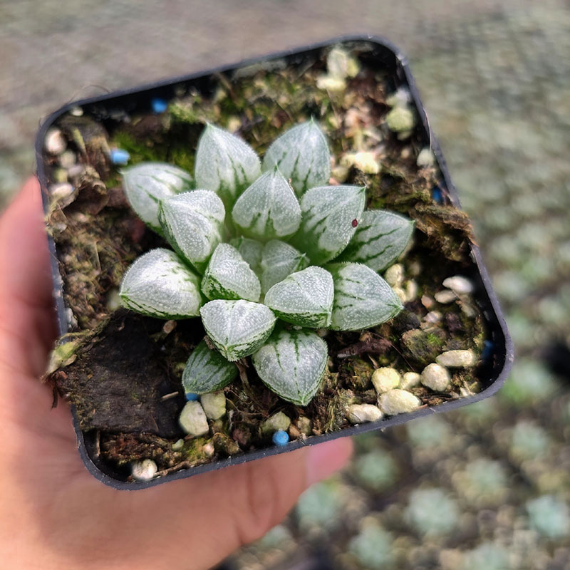 爱心寿多肉植物批发十二卷玉露办公室内绿植花卉盆栽易养鲜花直批