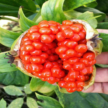 滇重楼苗七叶一枝花苗四川华重楼种苗云南小苗高杆名贵中药材种子