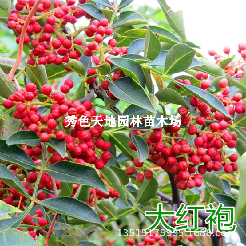 四川麻辣花椒苗大红袍花椒树苗花椒庭院地栽盆栽花椒大苗当年结果