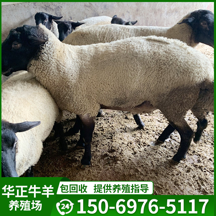 萨福克羊多少钱一只萨福克羊哪里有出售的哪里有萨福克羊