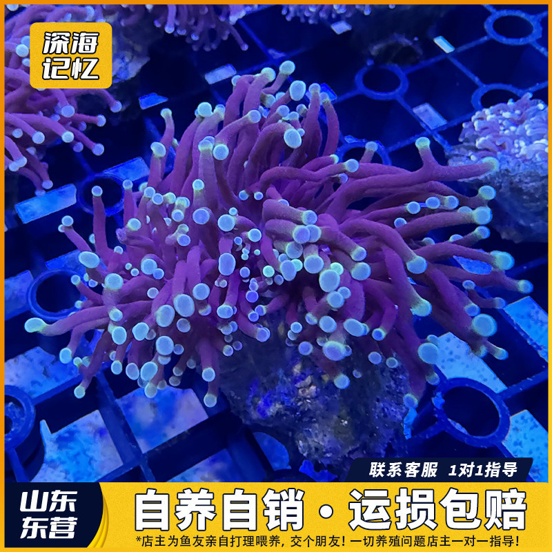 [直供价]火柴头珊瑚黑火柴软体海缸生物海葵针叶类海水鱼观赏