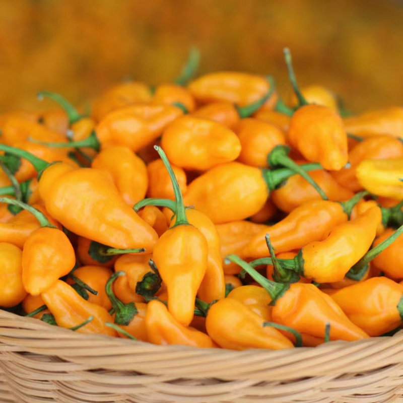 福建永安黄椒新鲜辣椒250g魔鬼特辣变态辣椒农家自种