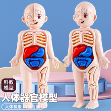 跨境亚马逊外贸儿童玩具 人体器官组装模型 科学实验早教骨骼玩具