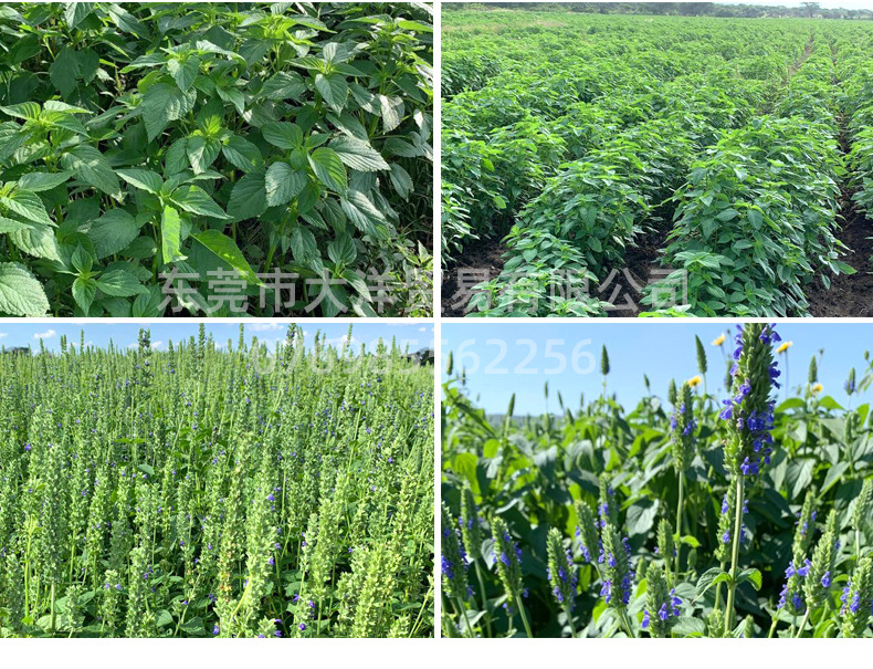 定制款 墨西哥奇亚籽10g*20条便携独立小包装oem贴牌代包装奇亚子