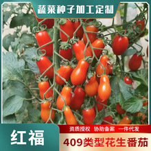 花生状口感番茄种子 红福 水果小西红柿种子葫芦状圣女果柿子种籽