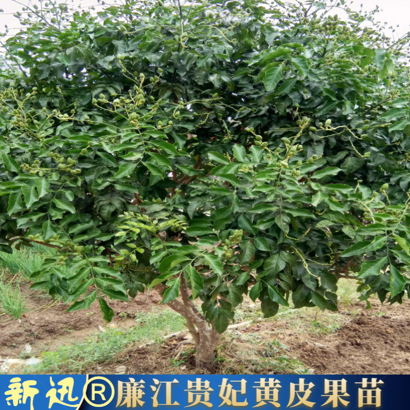 新品廉江特产贵妃黄皮苗优良嫁接金蛋黄皮树 粤妃3号黄皮苗特大果