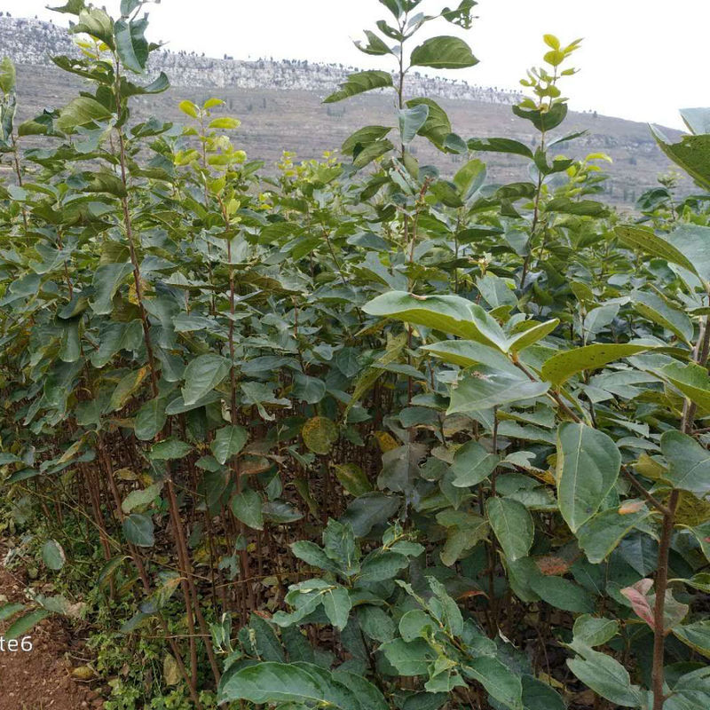 脆甜柿子树苗嫁接阳丰次郎富有大秋脆甜柿子苗即摘即食水果柿子苗