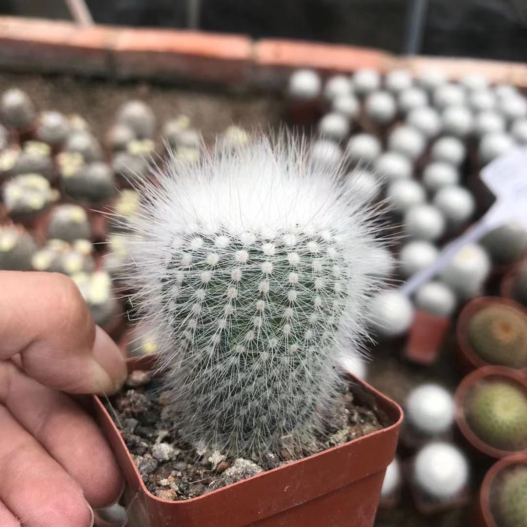 经销仙人球,多肉植物,沙生植物,绿化苗木,景观盆景,品种齐全,价格合理
