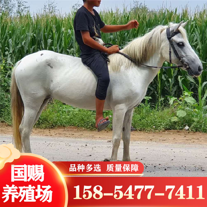 广东活马活体真马温顺听话的宠物矮脚马设特兰婚庆用马白龙马马驹