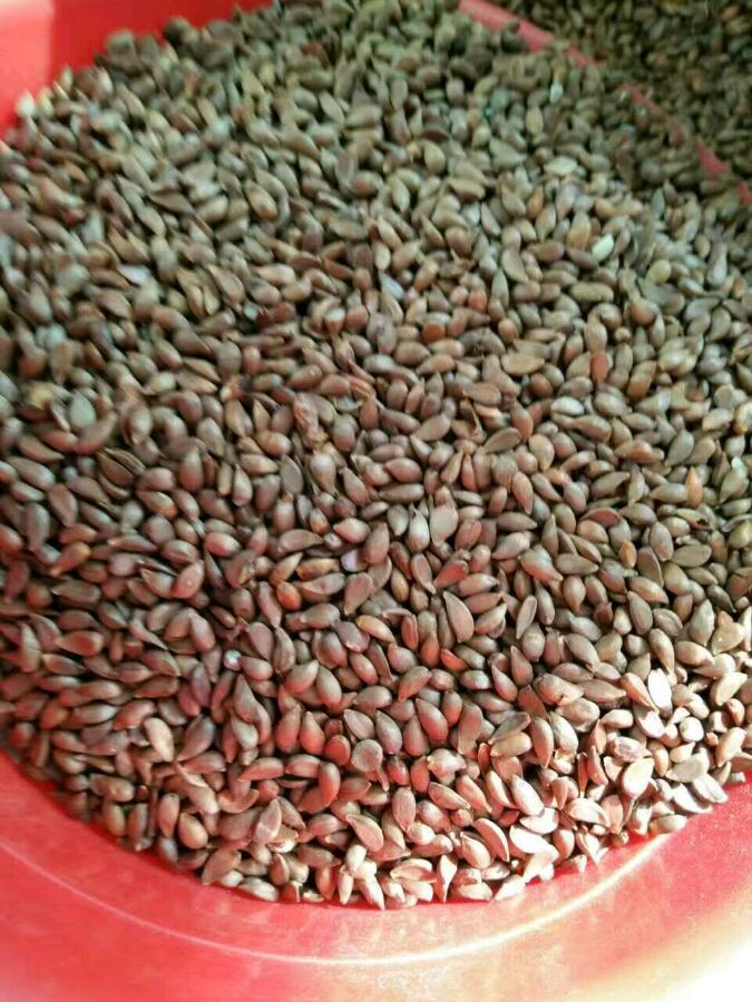 八棱海棠树种子