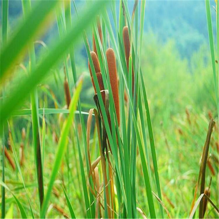 基地直销香蒲  东方香蒲  三白草 菖蒲 各种水生植物 量大优惠