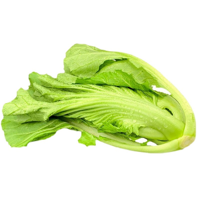 贵州新鲜包心芥菜青菜新鲜蔬菜苦菜大叶宽邦青菜可做酸菜腌菜泡菜