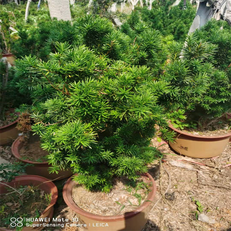 盆栽地栽造型曼地亚红豆杉树适合庭院种植荒山绿化道路绿化