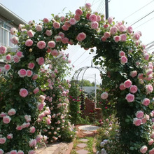 【1米6大苗】蔷薇花苗藤本月季四季花爬藤植物开花卉盆栽玫瑰包邮