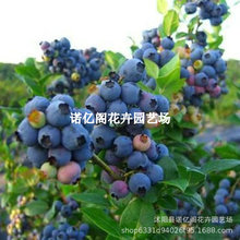 布里吉塔蓝莓树果苗耐寒晚熟北高丛蓝莓树苗南北方盆栽地栽蓝莓苗