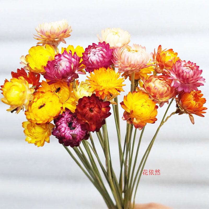 干花麦秆菊七彩菊菠萝菊太阳花波斯菊 ins网红diy花束 工厂直供