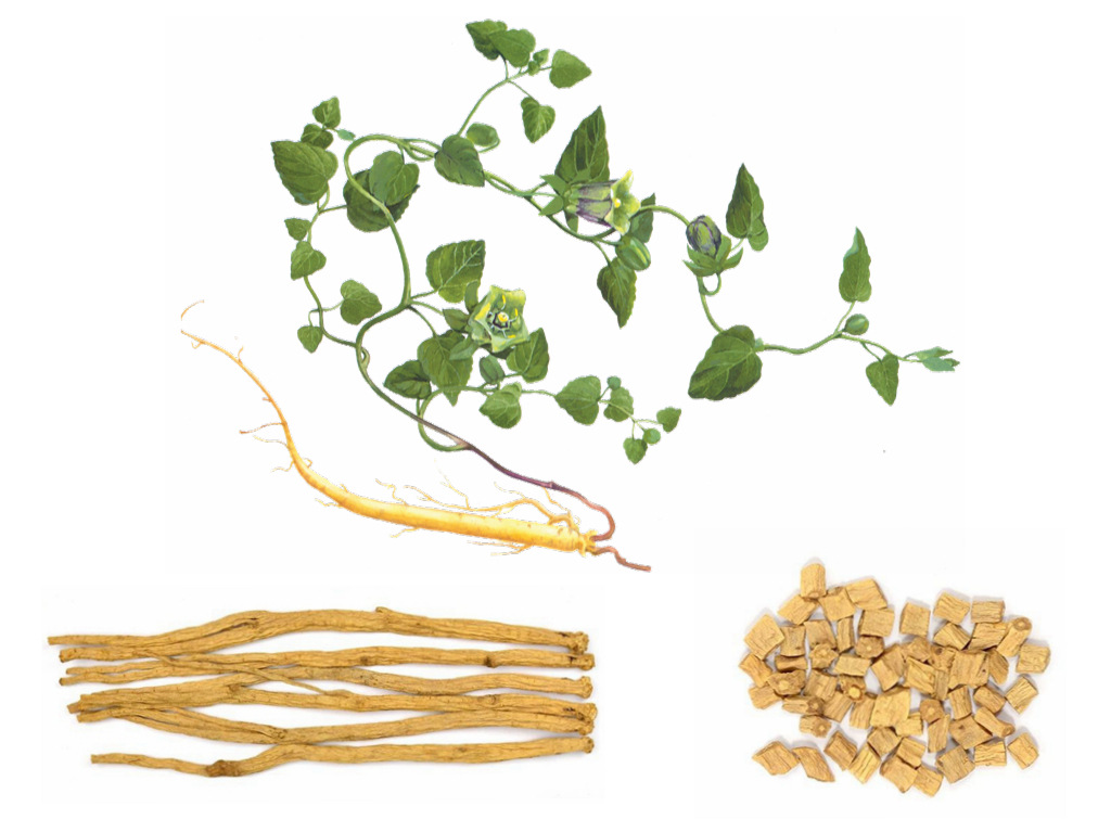 党参小粒 贵州威宁黄党参源头无硫中药材散装新货煲汤泡水批发