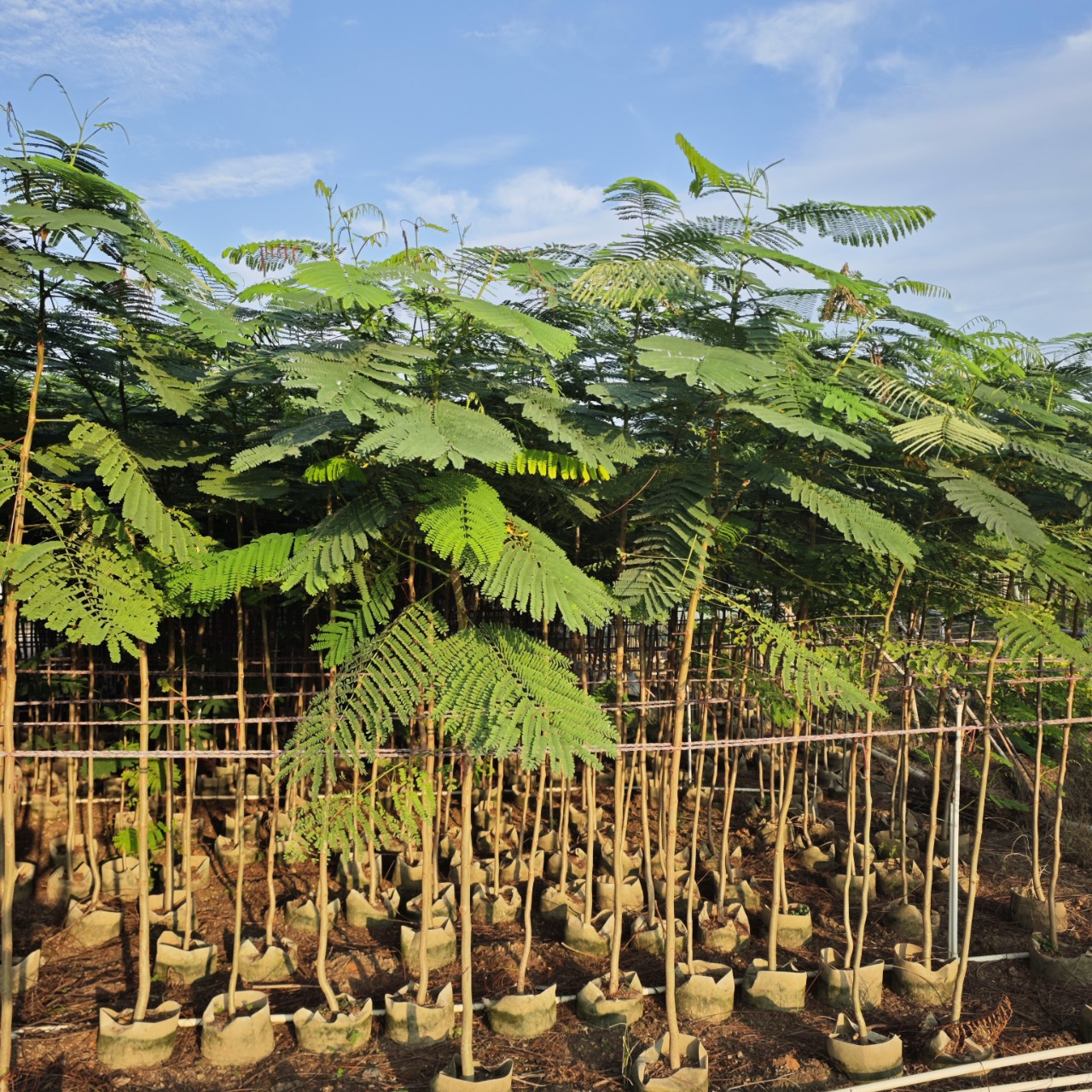 2410基地批发2-3cm凤凰木 红花楹 袋装树苗 乡村绿化 生态造林