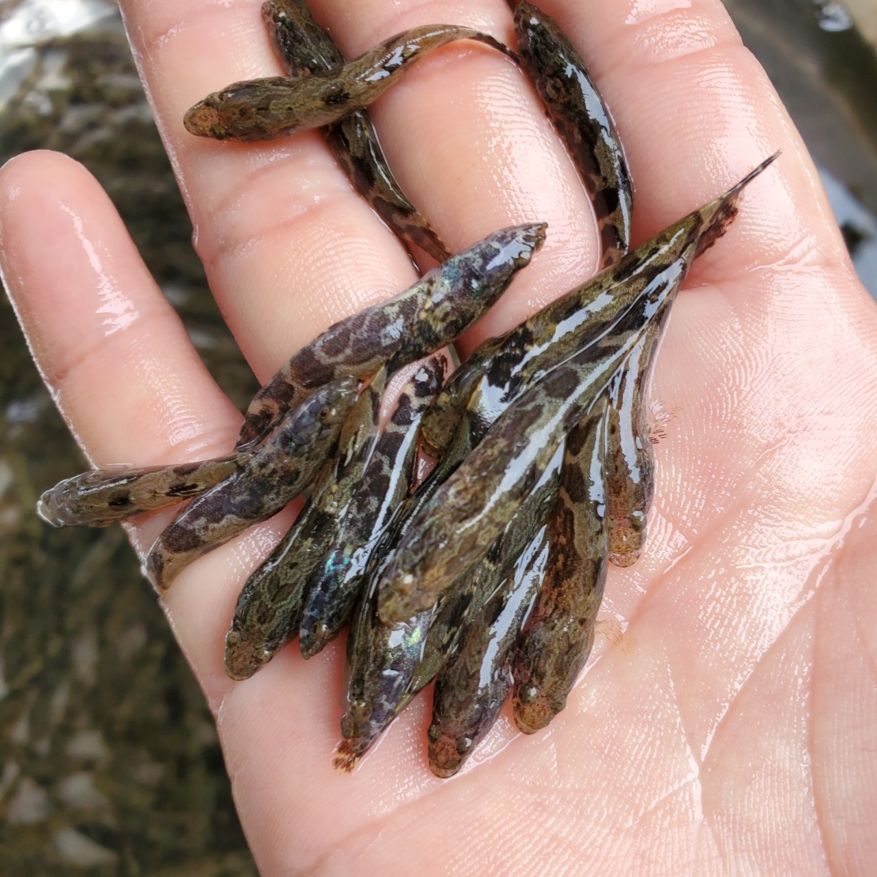 鱼苗 笋壳鱼苗 杂交笋壳鱼苗 澳州笋壳鱼苗 泰国笋壳鱼苗