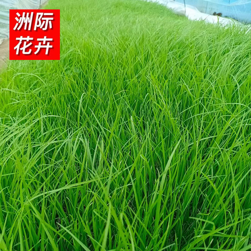 卡尔拂子茅 园林绿化环境花坛盆栽植物 易生长耐干旱耐盐碱拂子茅