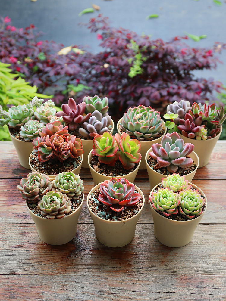 肉肉植物小盆栽稀有品种垂吊多头老桩超大室内大颗好养贵货多肉花