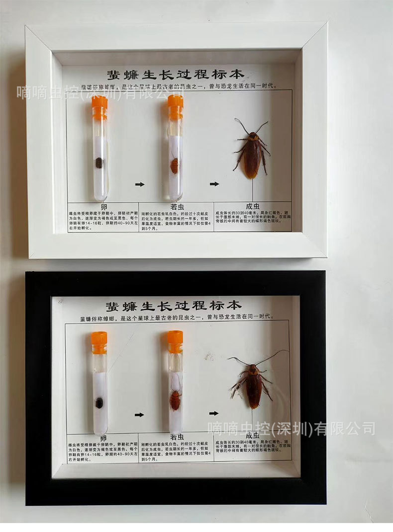 有害昆虫标本老鼠碌制包埋标本蟑螂蚊子苍蝇生活史分类标本定做