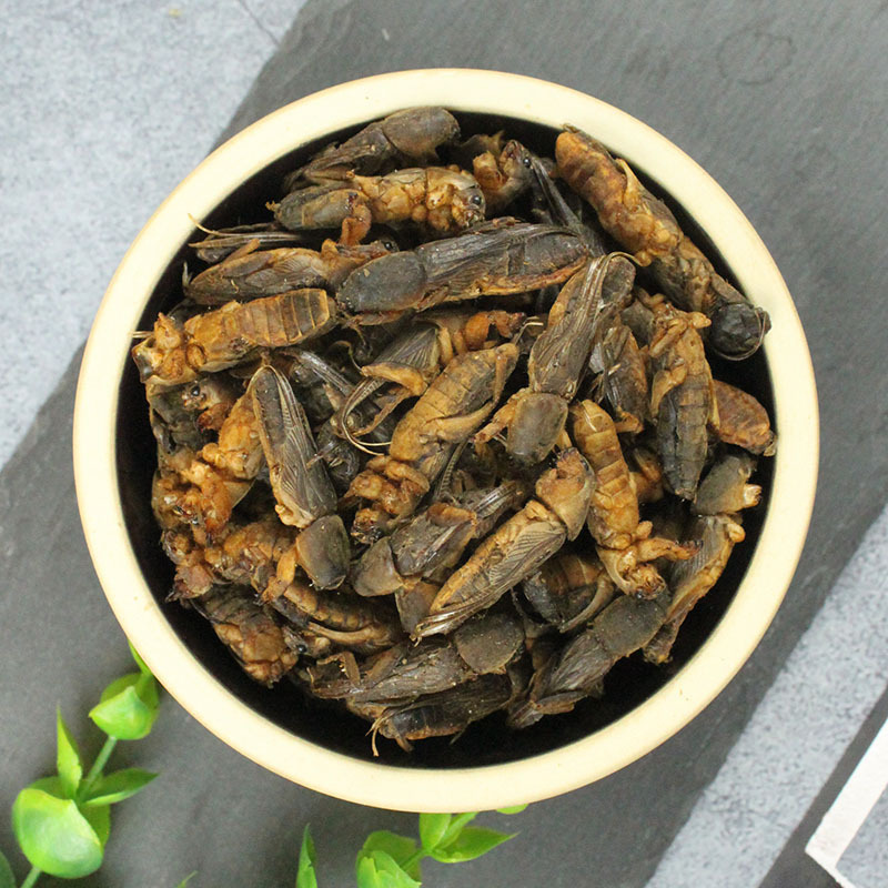 蝼蛄500g包邮 土狗 拉拉古 昆虫冷背中药材批发