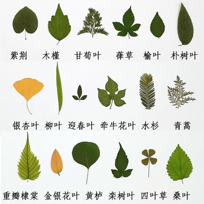 天然真树叶植物标本幼儿园手工贴画儿童diy干树叶落叶手工材料包-阿里
