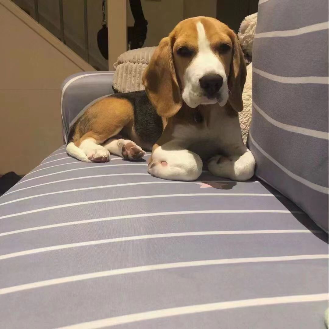 比格犬幼犬纯种活体出售批发猎兔犬大耳朵比格小型犬宠物狗比格犬