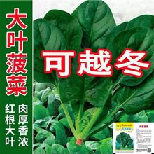 【可越冬】菠菜种子速生大叶菠菜籽高产耐热耐寒菠菜种子四季蔬菜