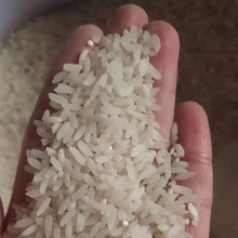 新鲜长粒大米9斤糙米胚芽米重庆农家现磨香糯软煮粥丝苗米散装
