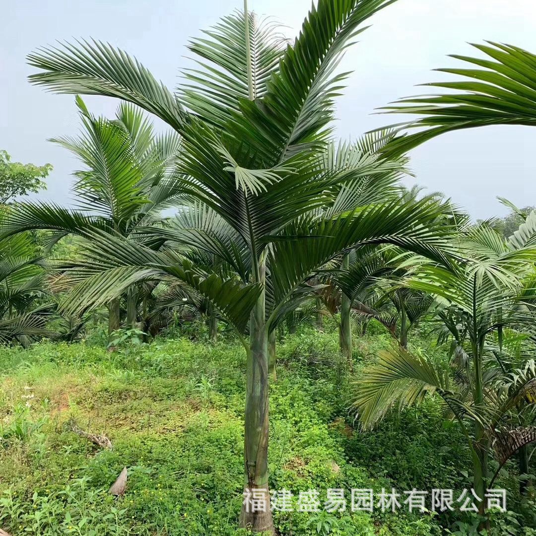 福建假槟榔批发 江西假槟榔价格 四川假槟榔树基地 假槟榔供应