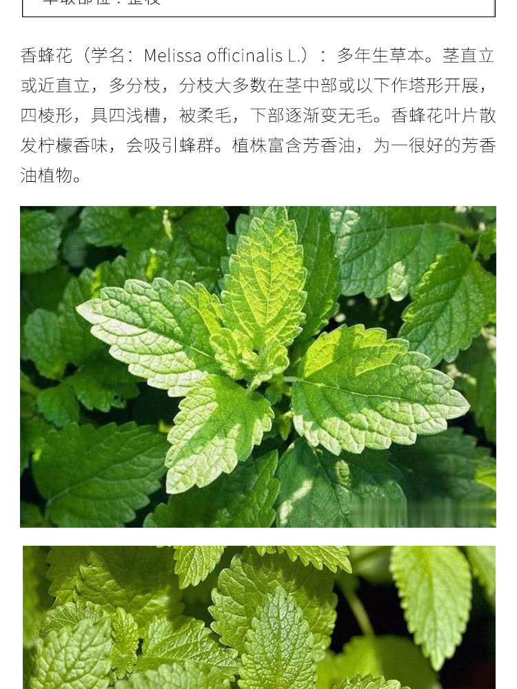 播芳香草香蜂草纯露 基地直供