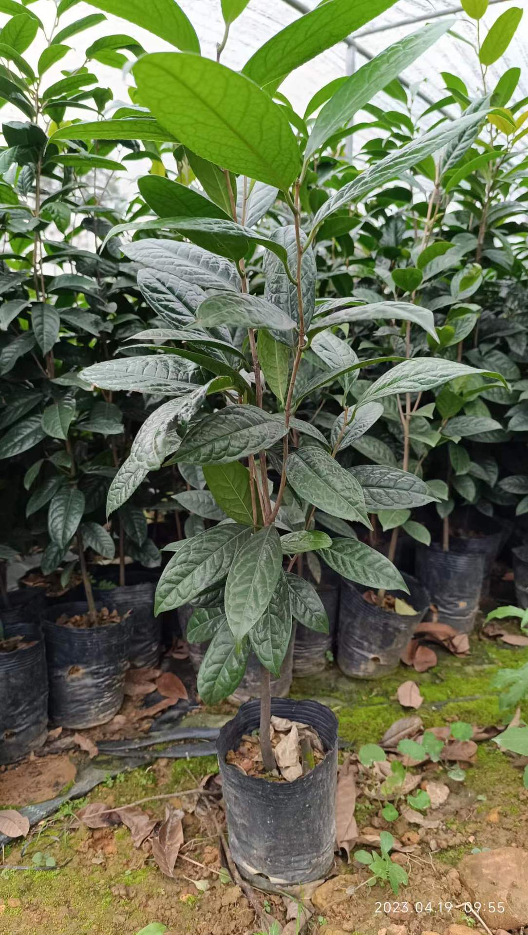 防城金花茶树苗苗木-阿里巴巴