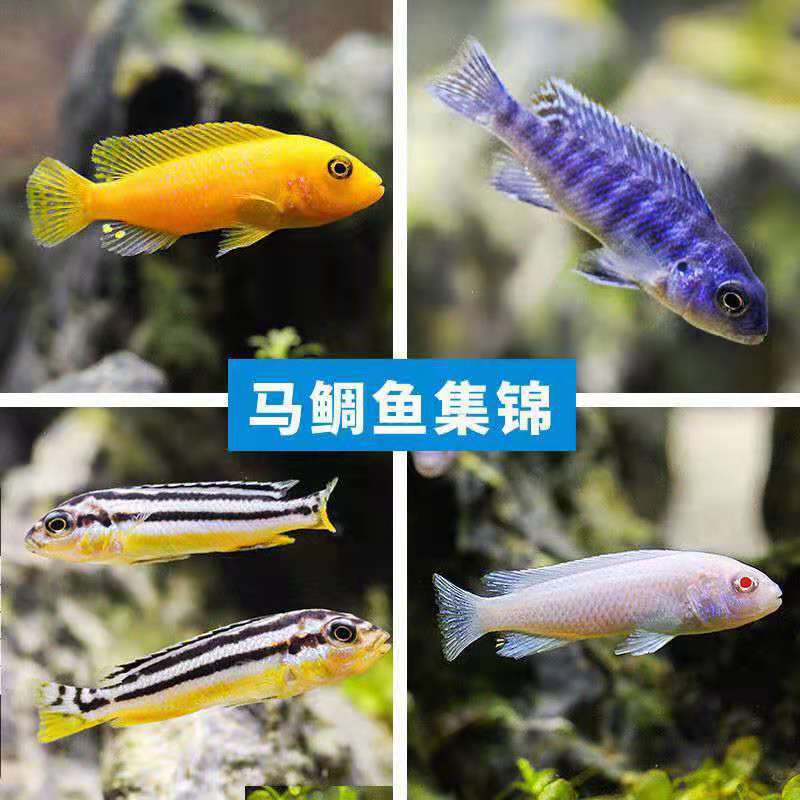 三湖慈鲷鱼活体马鲷岩栖热带观赏鱼中小型淡水鱼非洲王子好养耐活