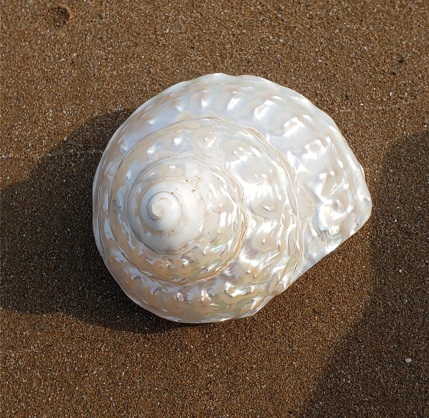 天然大海螺大贝壳超珍珠塔螺银光螺鱼缸造景居家办公酒店天然摆件