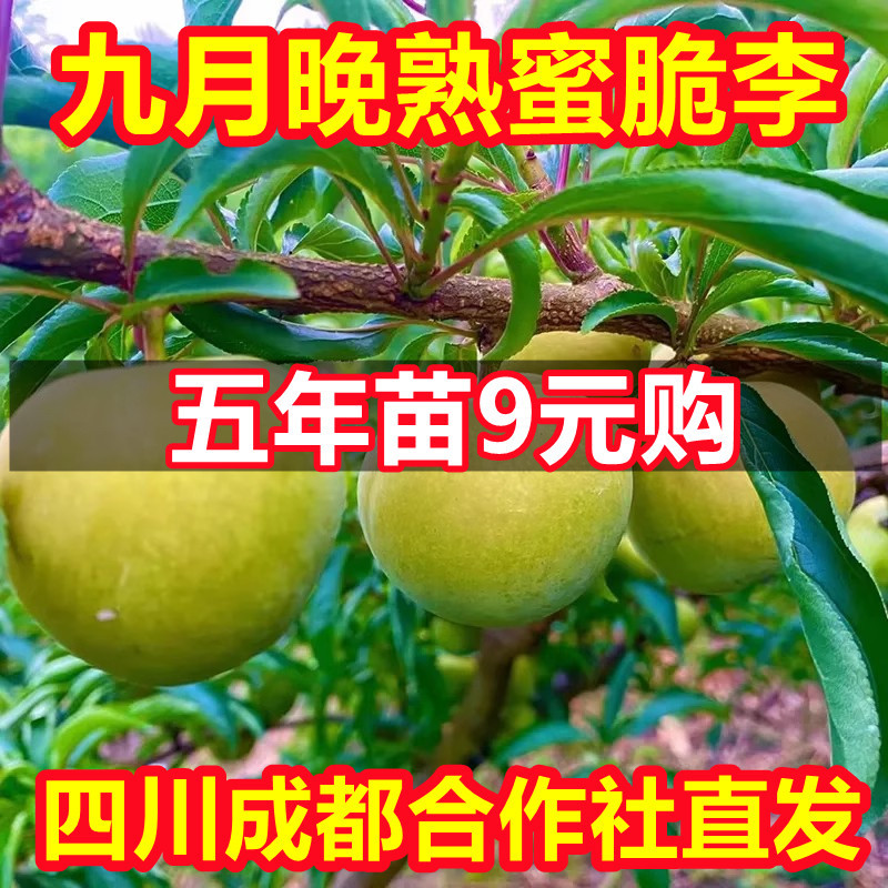 蜂糖李子树苗嫁接特大晚熟脱骨青脆李子果树苗南北方种清泉李树苗