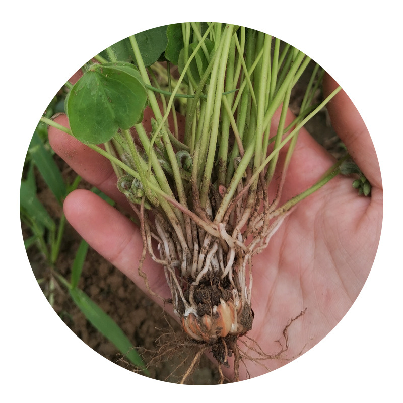 红花草酢浆草种球根种地被植物庭院工厂小区公园绿化工程批发量大