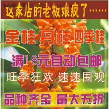 桂花树苗桂花苗金桂丹桂苗四季桂状元朱砂红血桂八月桂银桂垒德株
