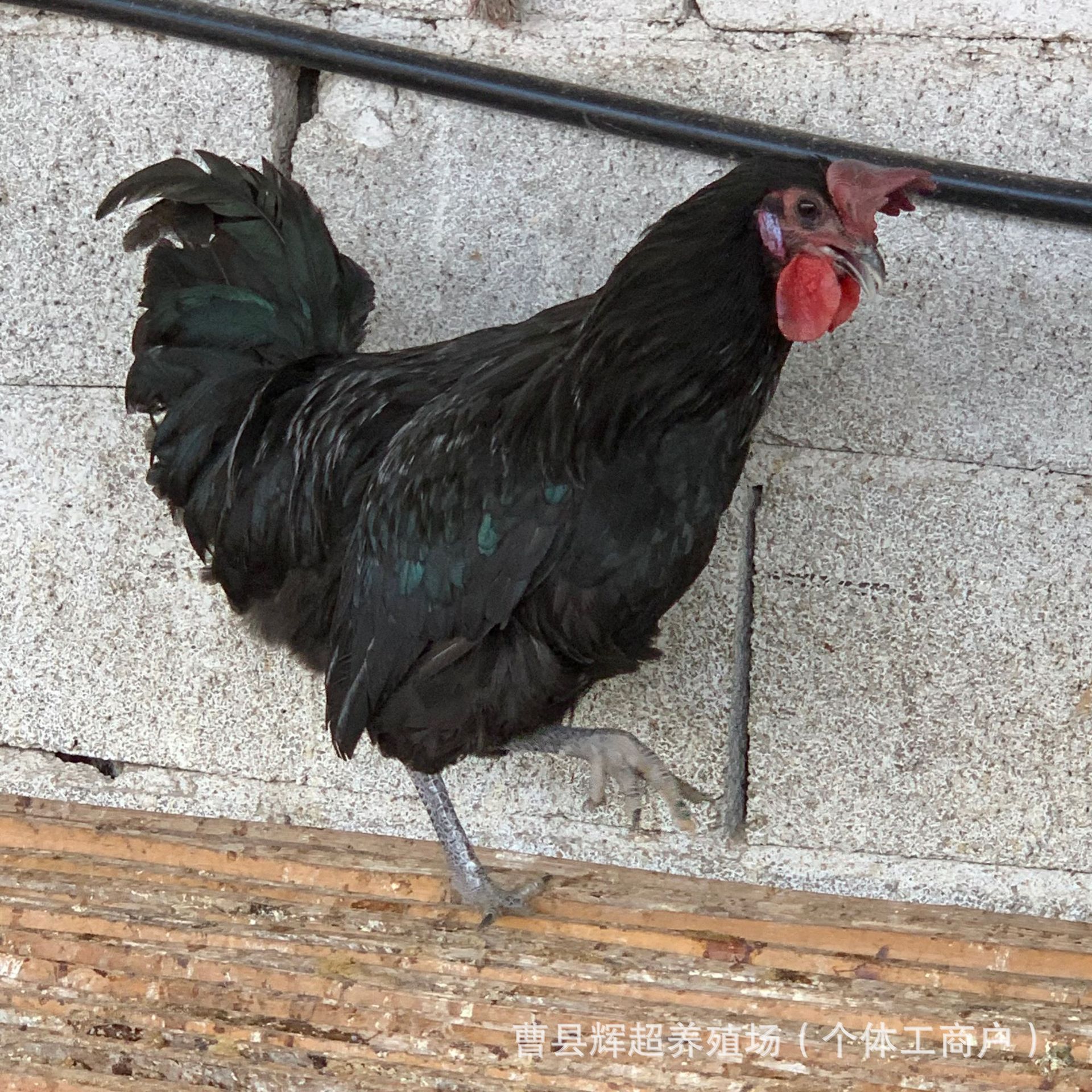 农场散养高产绿壳蛋鸡五黑鸡苗活体脱温五黑鸡苗成年五黑鸡蛋价格