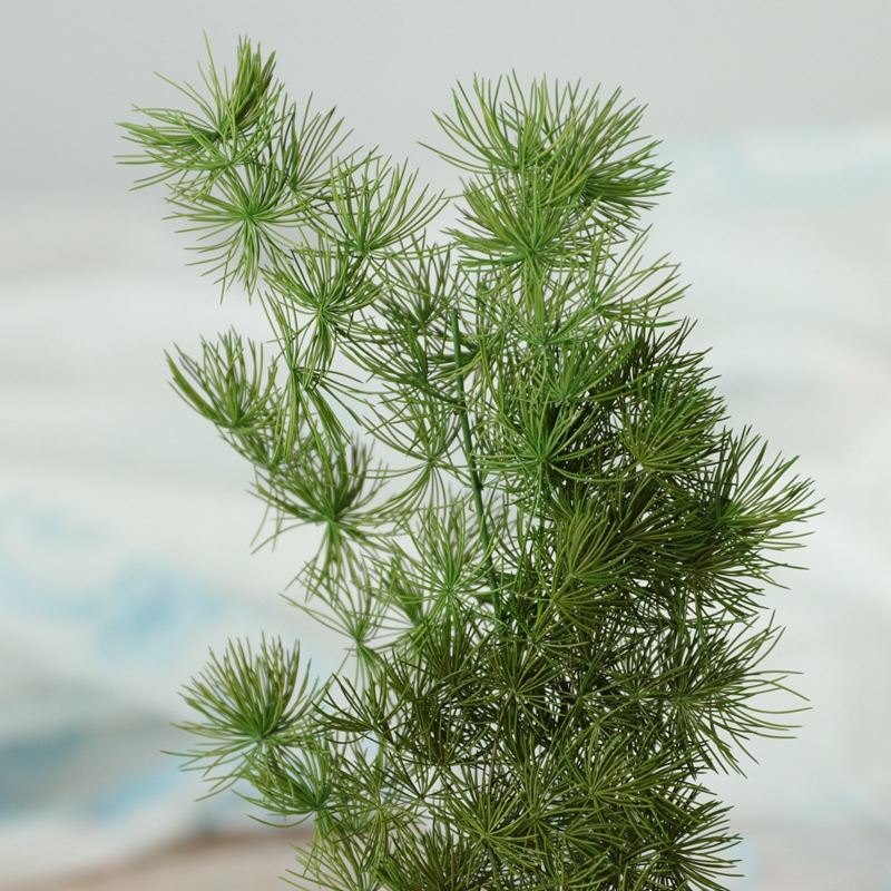 国产蓬莱松永生花配材保鲜花礼盒插花原材料diy浮游花标本手作