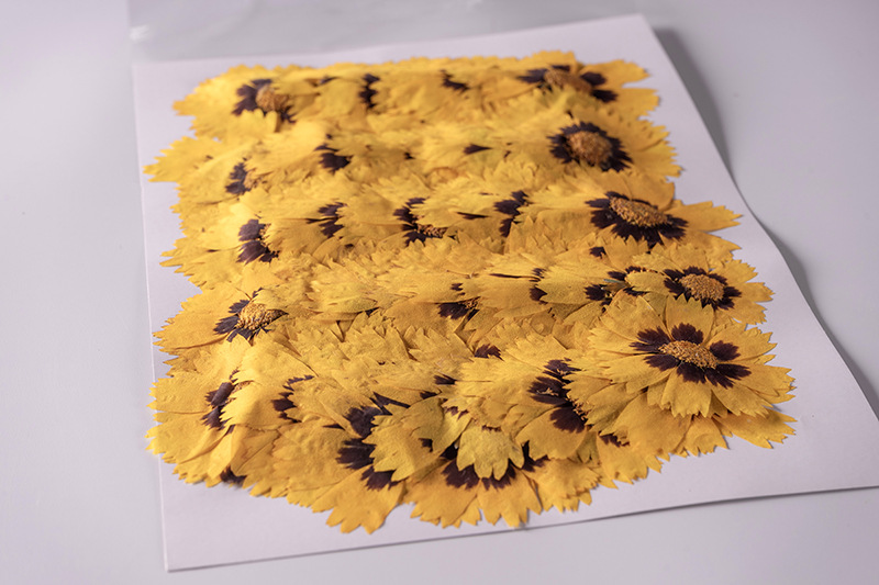 金鸡菊 植物标本干花压花押花滴胶干花手机壳香薰蜡烛押花画相框