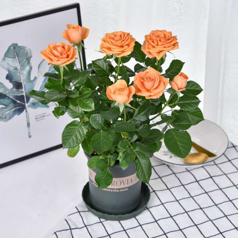 钻石迷你小玫瑰花盆栽四季开花好养花卉植物微型小月季