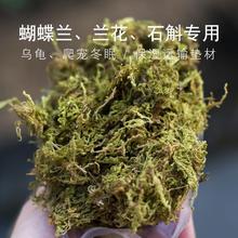 水苔干苔藓青苔蝴蝶兰花铁皮石斛种植营养土育苗爬宠乌龟冬眠垫材