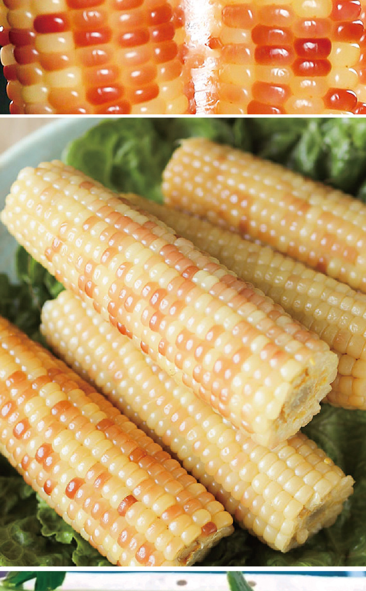 中研盛优彩甜糯3号玉米种子 厂家直销双色紫白杂交甜糯玉米蔬菜籽