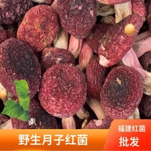 野生红菇干货福建特产红姑干货月子菇红蘑菇煲鸡汤食材毛重非净重