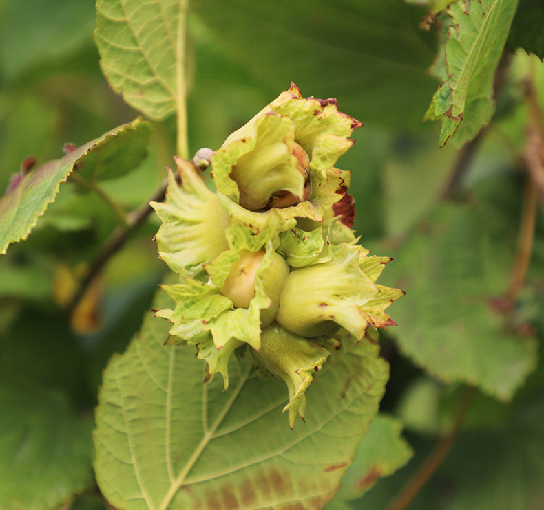 鼠小于2020年新货新鲜榛子带绿皮青皮水仁水瓤东北铁岭脱皮生榛子