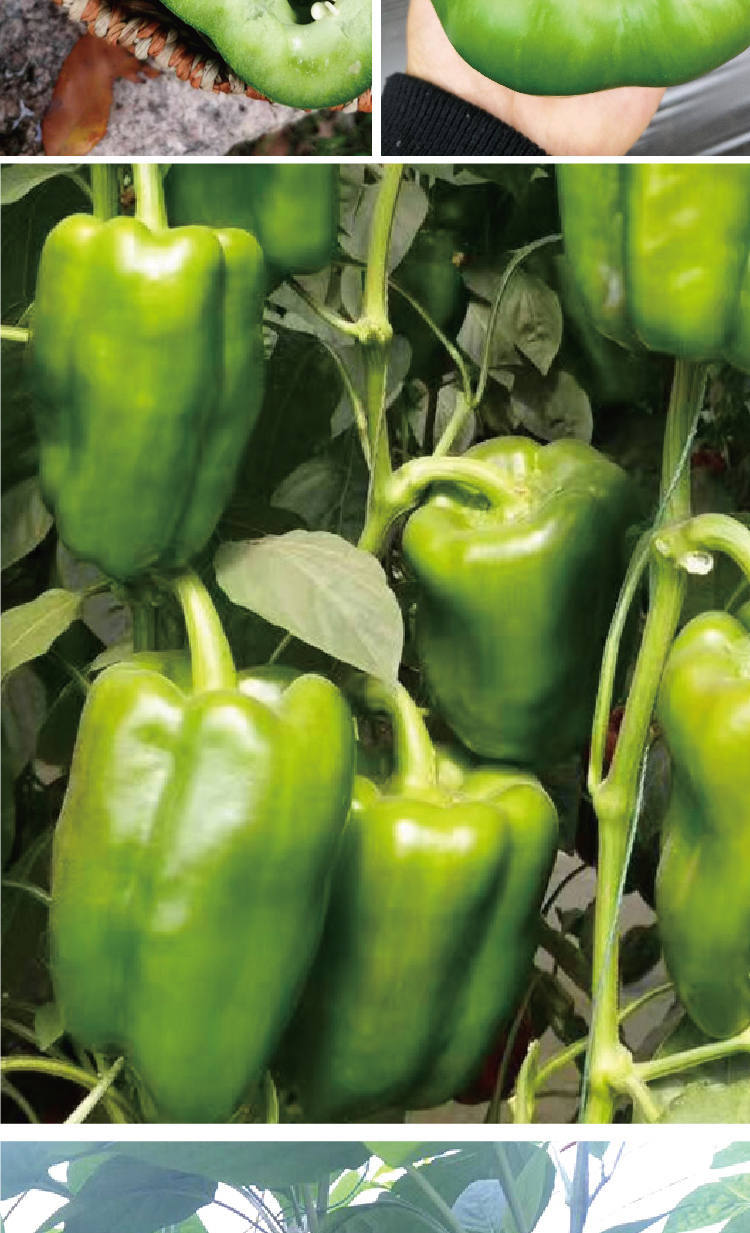 津科农发大甜椒种子大果肉厚甜脆甜椒种籽长灯笼形甜椒籽厂家批发