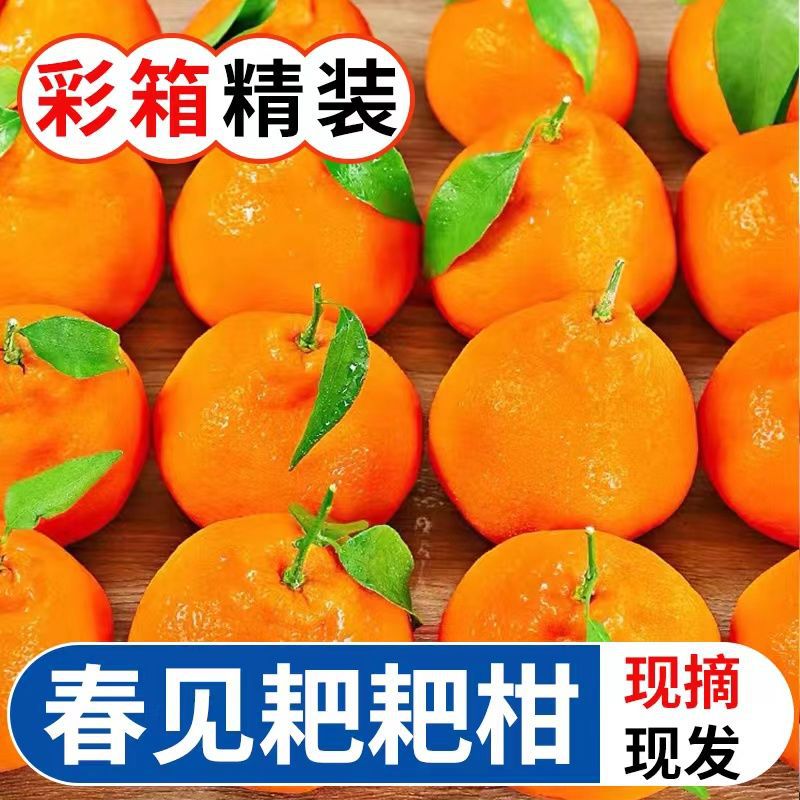 彩箱耙耙柑春见四川新鲜水果礼盒丑橘粑粑柑桔子5/8斤批发厂批发