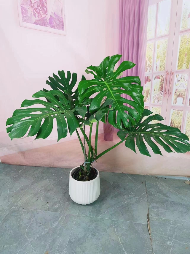 老桩龟背竹大叶开背龟背竹室内好养绿植盆栽基地直发可批可一件代